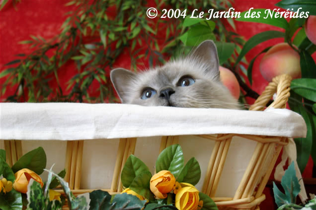 Pandora du Jardin des Néréides